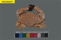 藏品(肉球皺蟹)的圖片